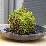 モミジ（ハウチワカエデ）の苔玉