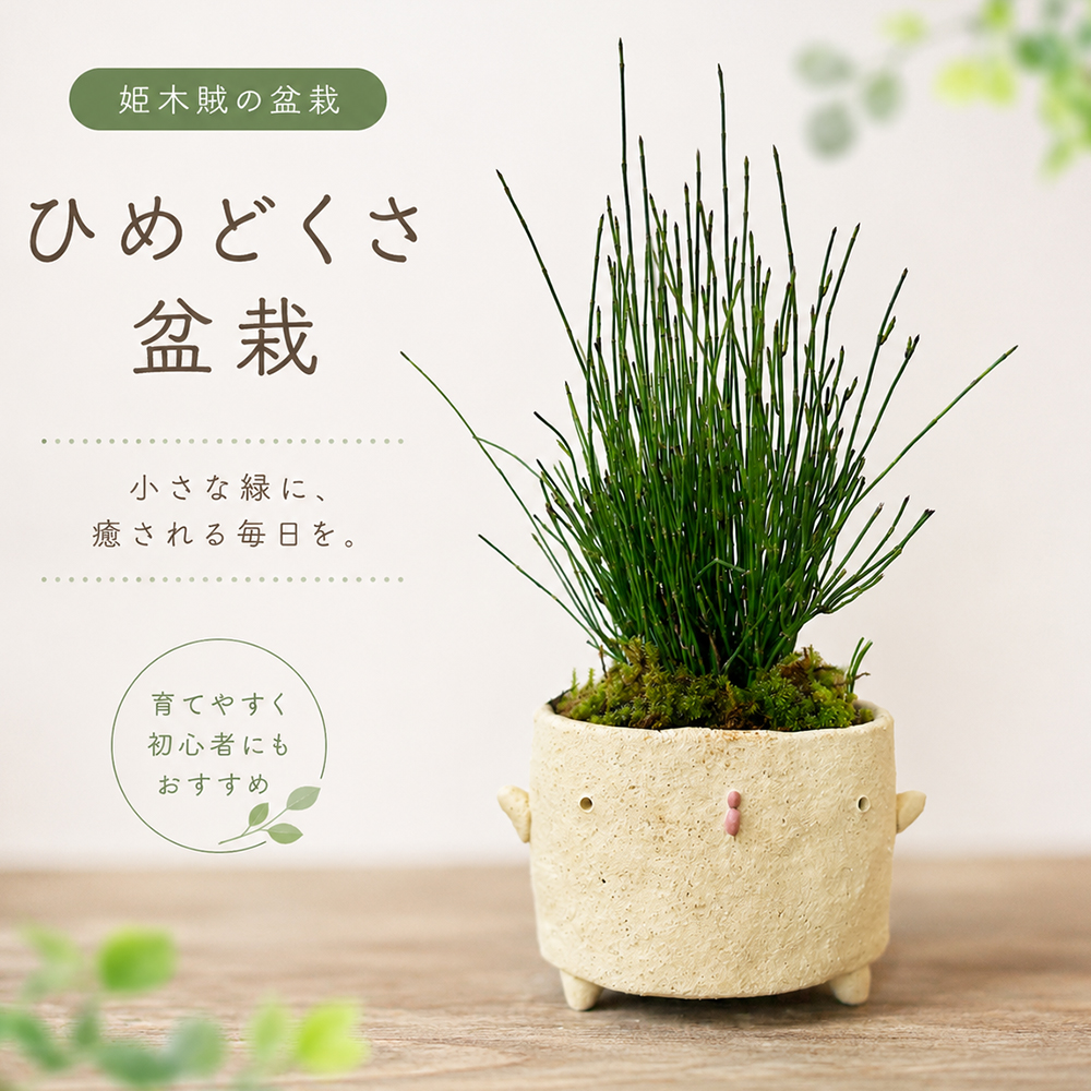 ヤブコウジの盆栽