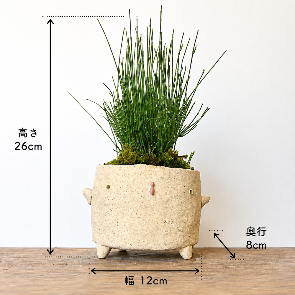 ヤブコウジの盆栽
