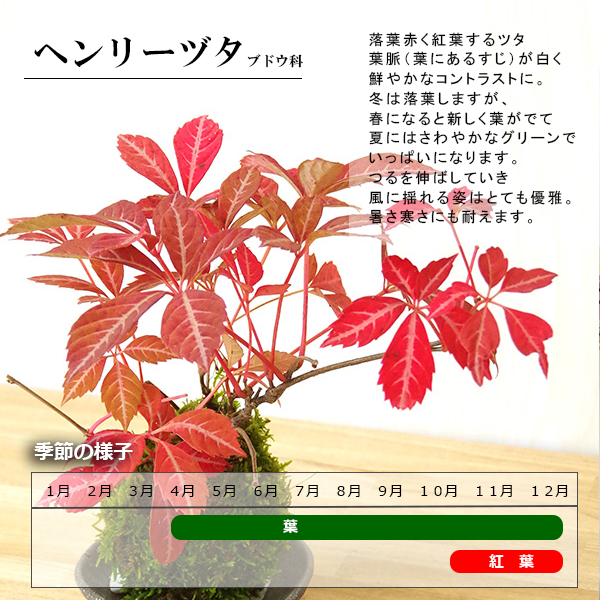 現在落葉中 送料無料でお届け 四季折々の変化を楽しむ ヘンリーヅタの盆栽 万古黒深鉢