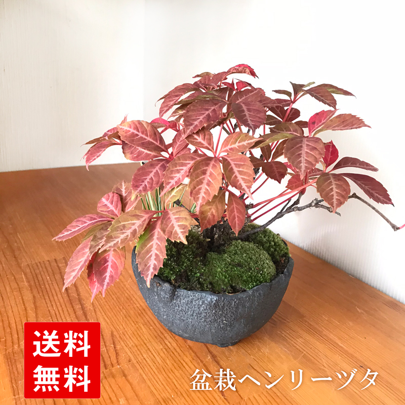 現在落葉中 送料無料でお届け 四季折々の変化を楽しむ ヘンリーヅタの盆栽 万古黒深鉢