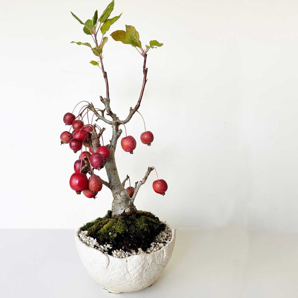 2025年実終了、現在裸樹】小さなリンゴの木・花も楽しめます【姫林檎