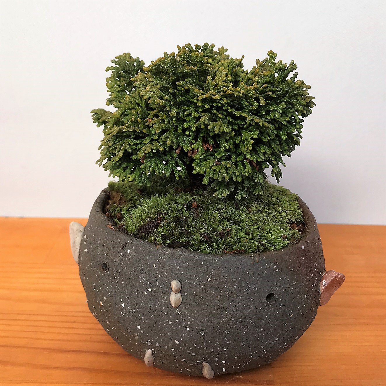 ヒノキの盆栽