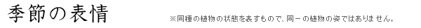 トクサの盆栽