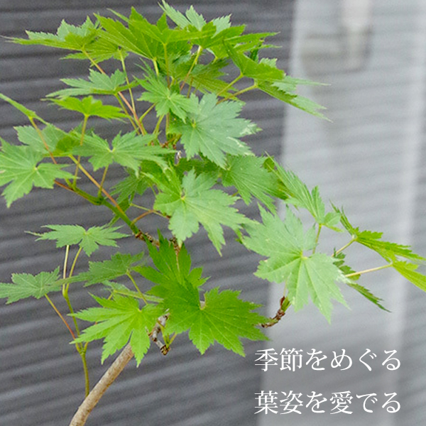 ハウチワカエデ