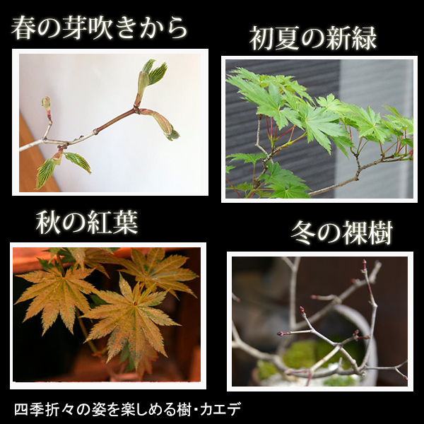 ハウチワカエデ