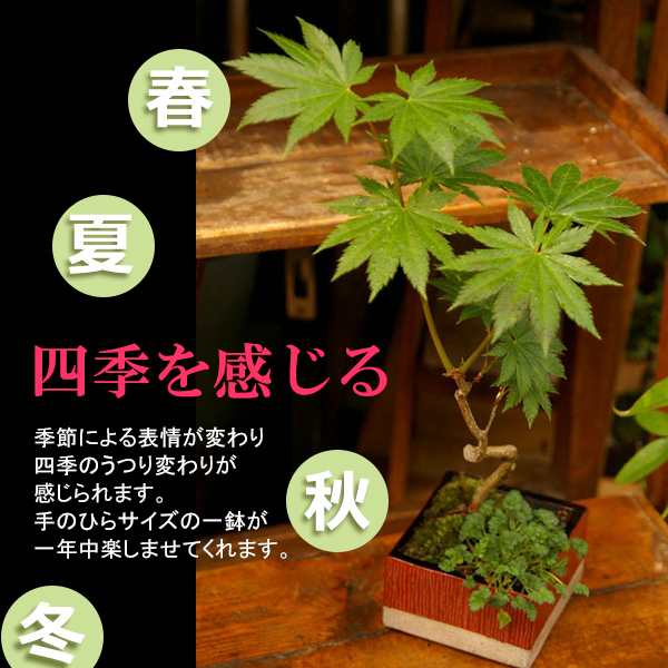 ハウチワカエデ