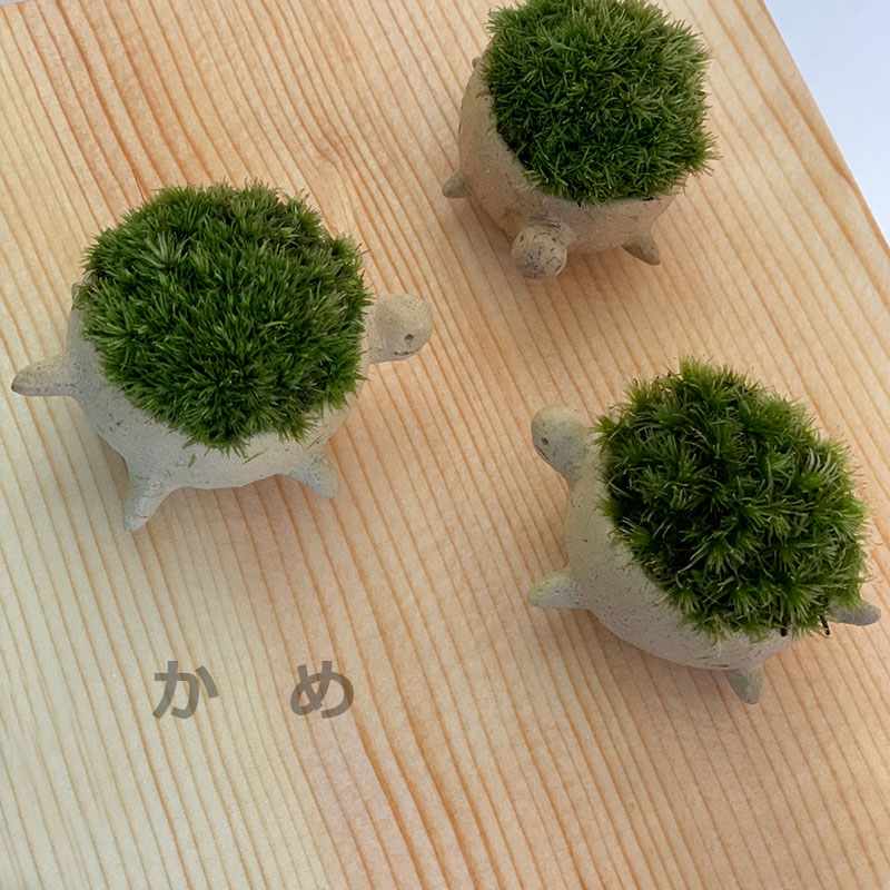 コケテラリウム モスモス