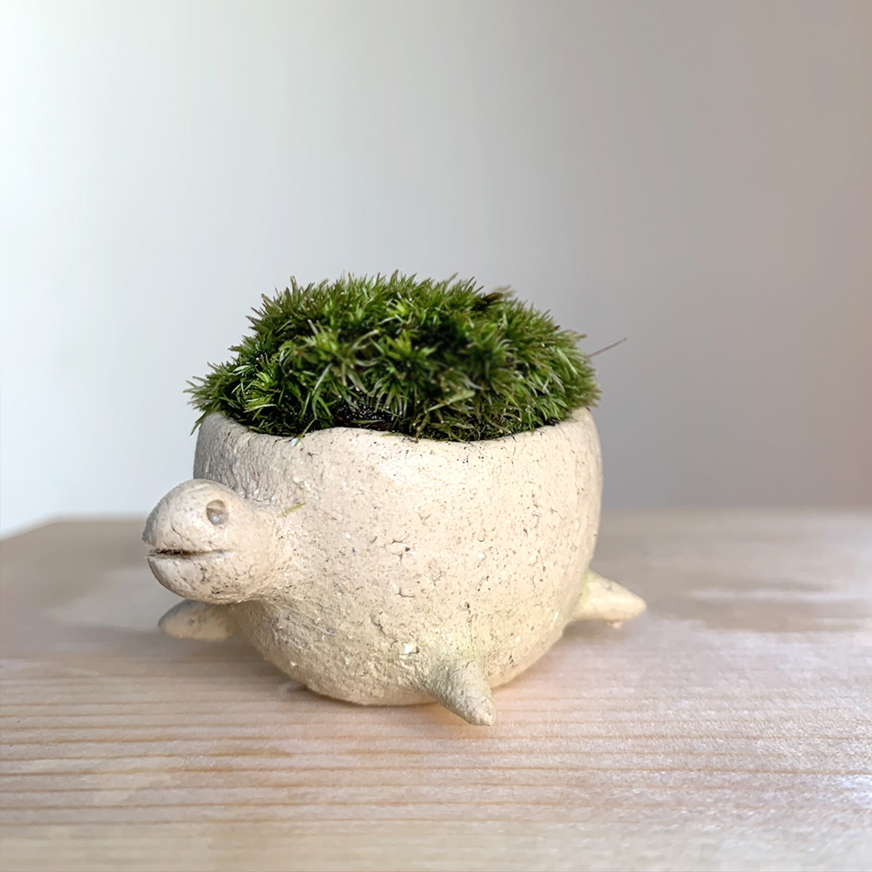 コケテラリウム モスモス