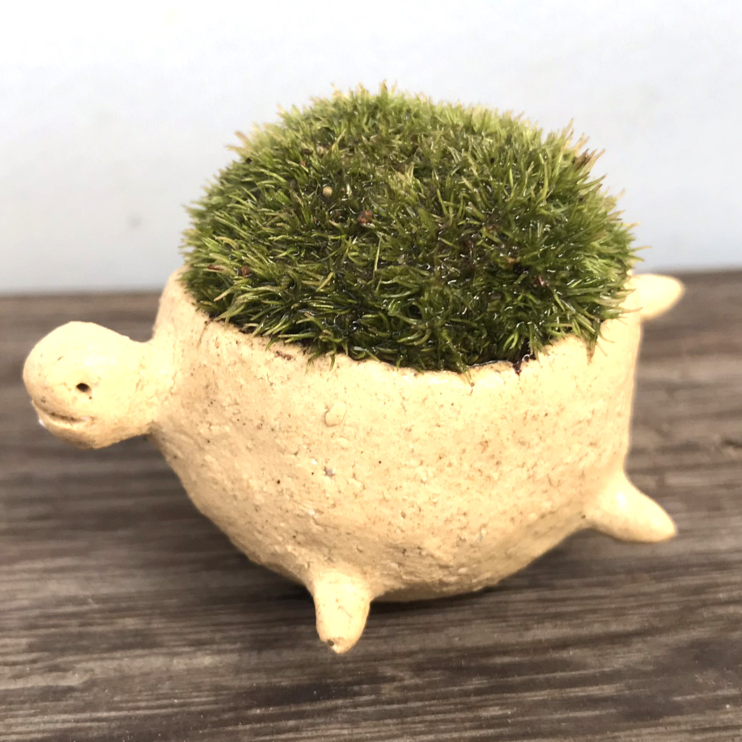 亀・・・小さな世界で雄大な景色を【苔盆栽（炭化焼締鉢）白