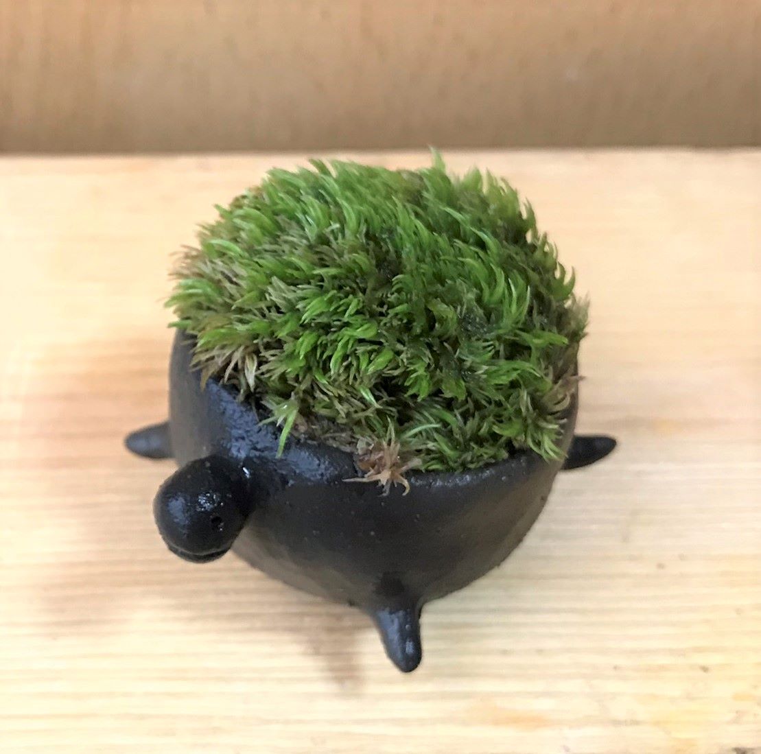 苔盆栽　亀