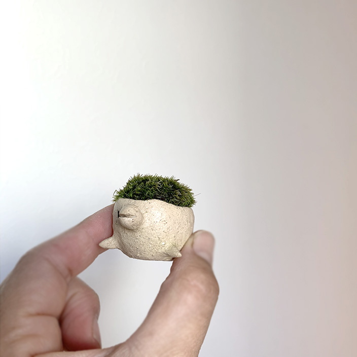 コケテラリウム モスモス