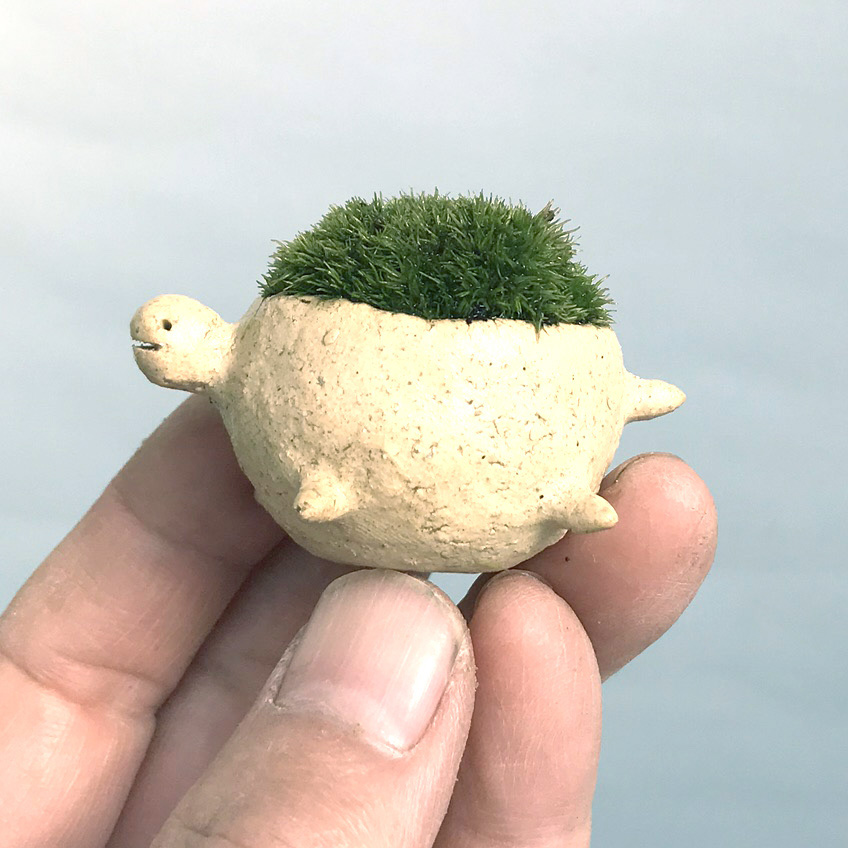苔盆栽 亀