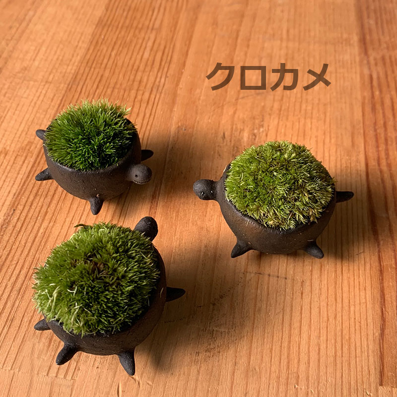 コケテラリウム モスモス