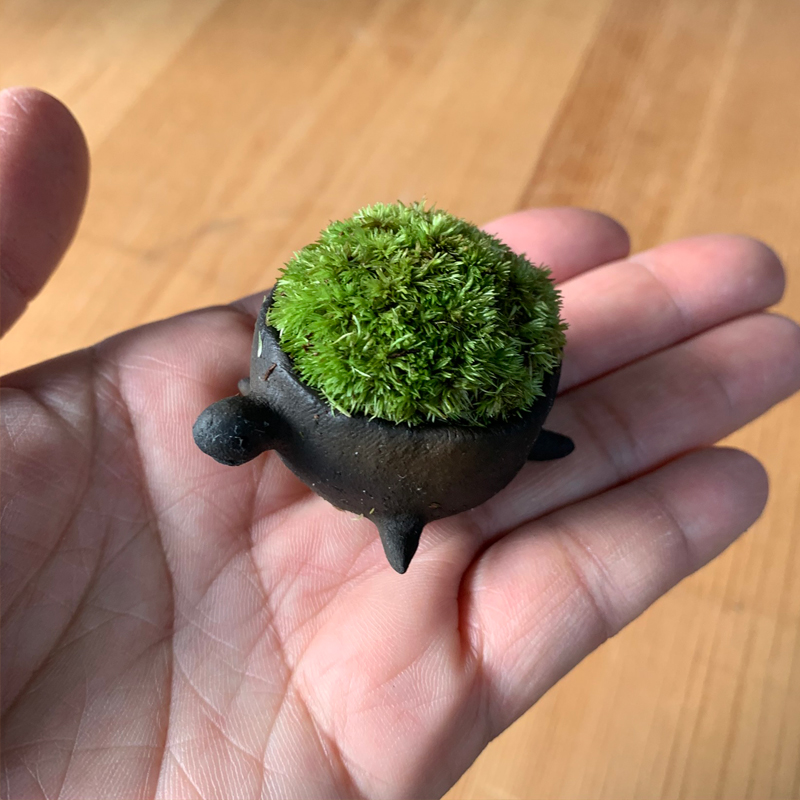 コケテラリウム モスモス