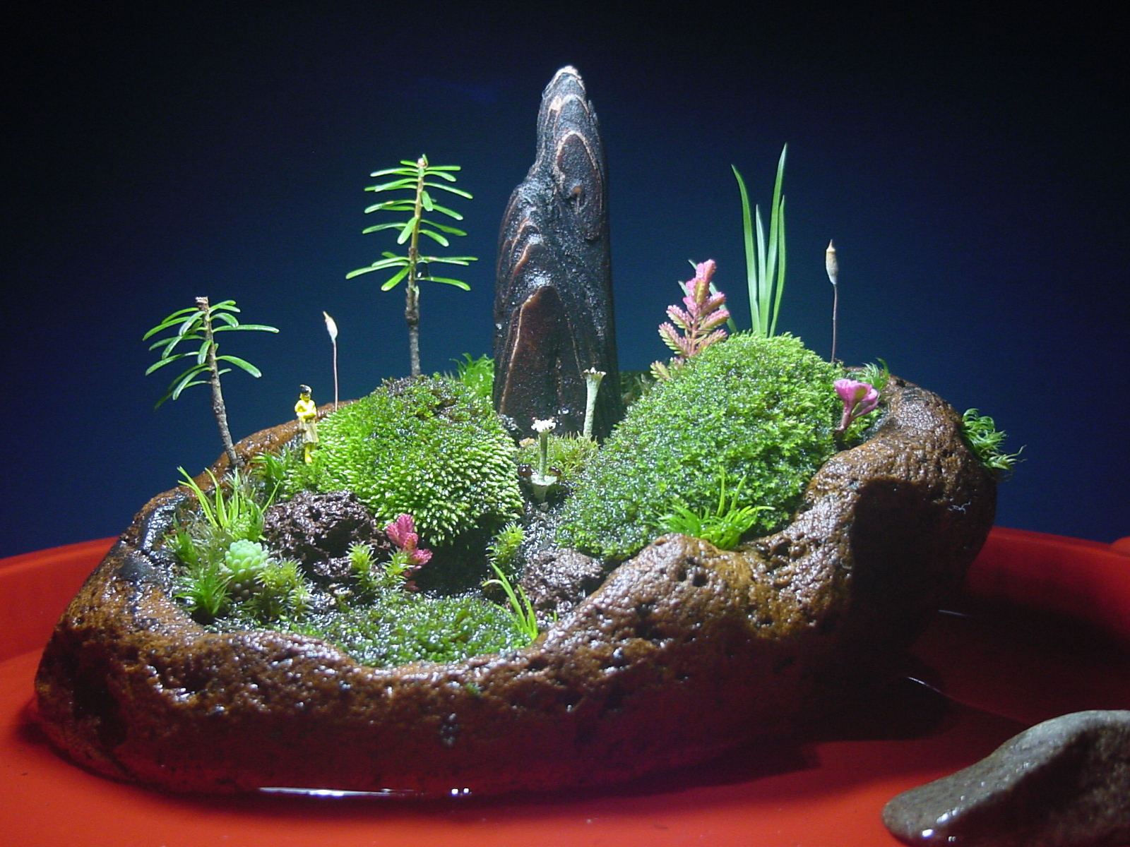 苔盆栽 (流木)