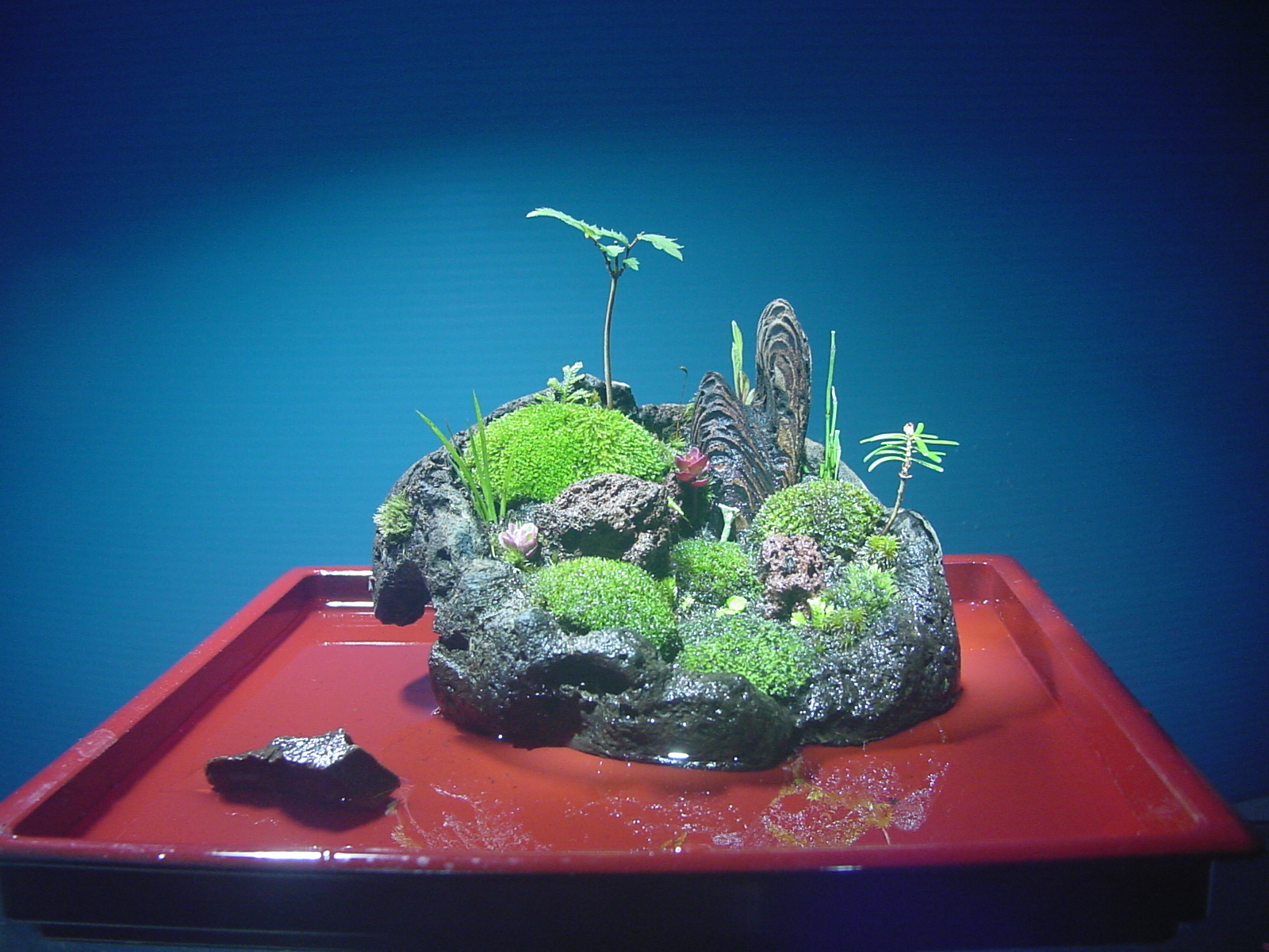 苔盆栽 (流木)