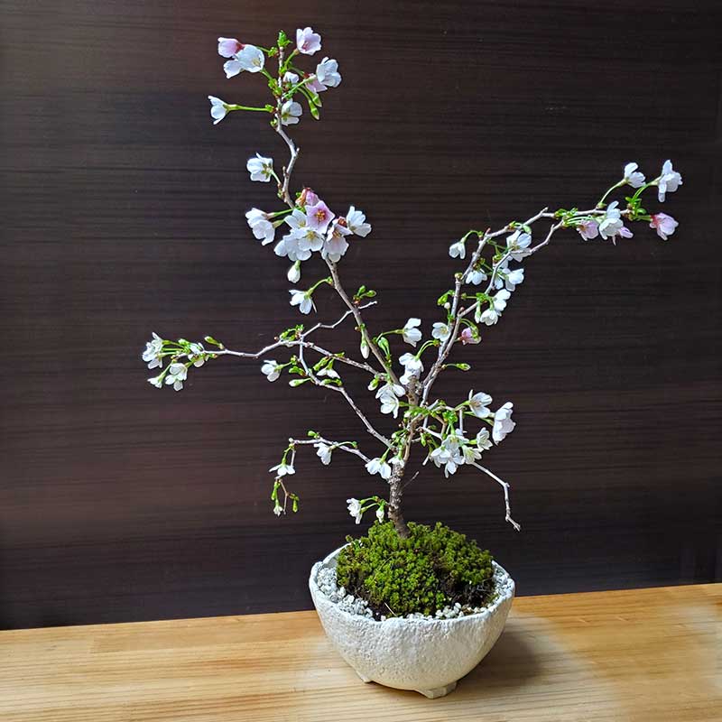 桜(富士桜・湖上の舞）の盆栽