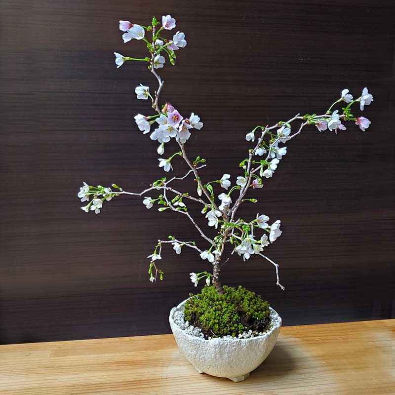 湖上の舞桜の盆栽｜盆栽妙 – 盆栽妙 本店