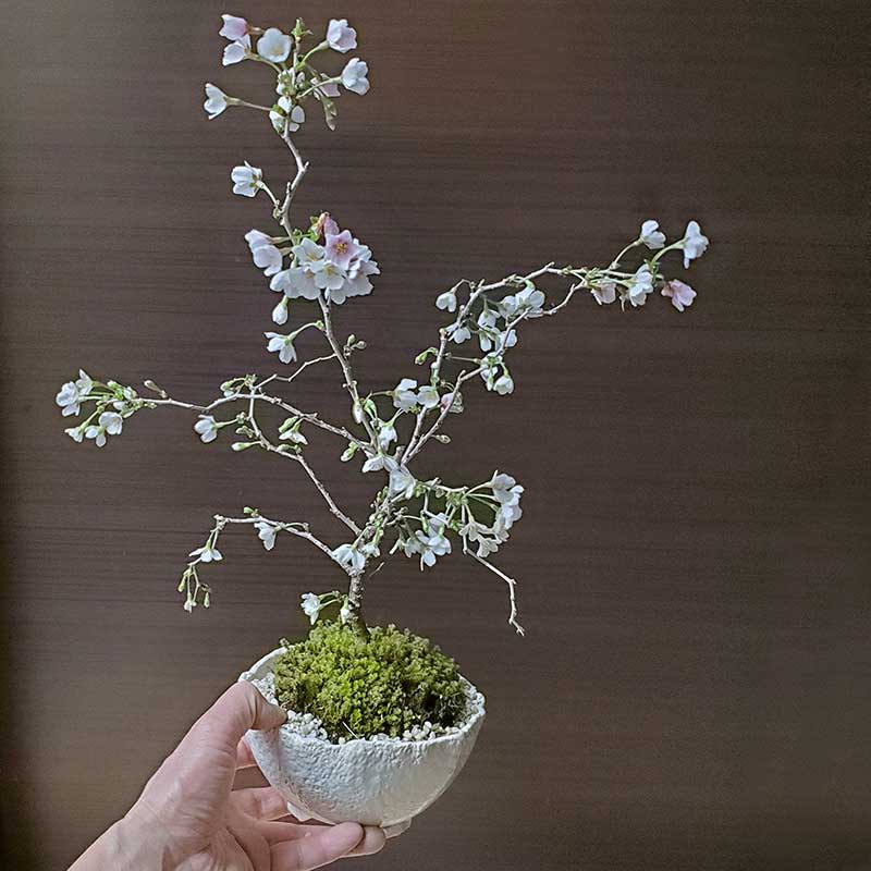 お誕生日に4月に咲くサクラのお花見を楽しむお祝い桜盆栽自宅でさくらのお花見開のお花見が楽しめますお祝い桜盆栽2023年の春に開花八重桜 桜盆栽  育てる楽しみをプレゼントに