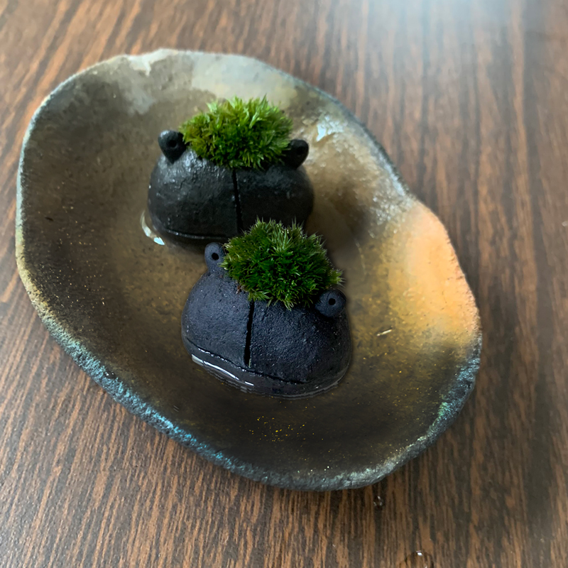 コケテラリウム モスモス