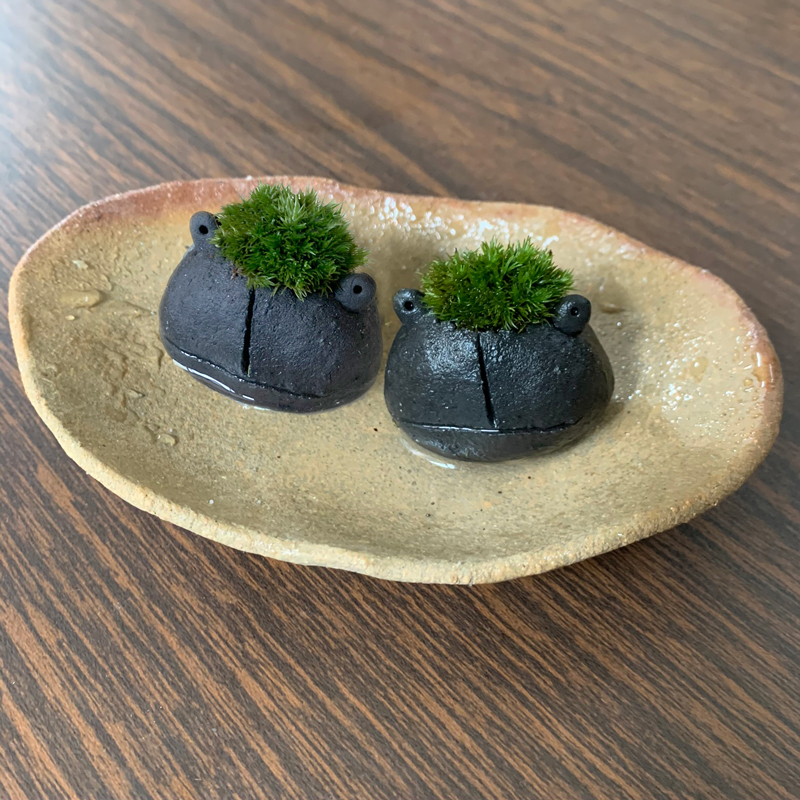 コケテラリウム モスモス