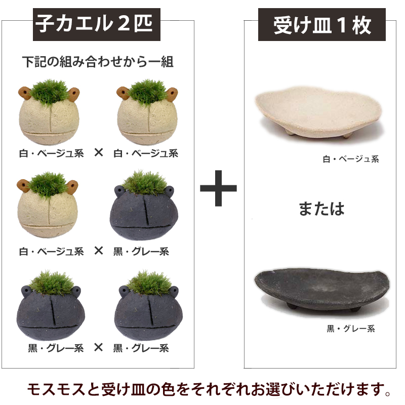 コケテラリウムいろいろ選べる