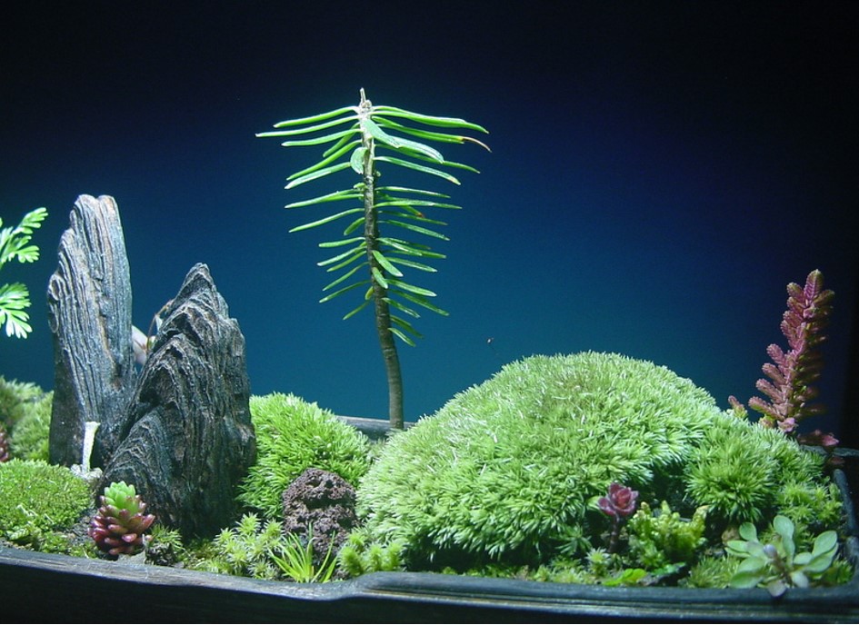 苔盆栽 (流木)