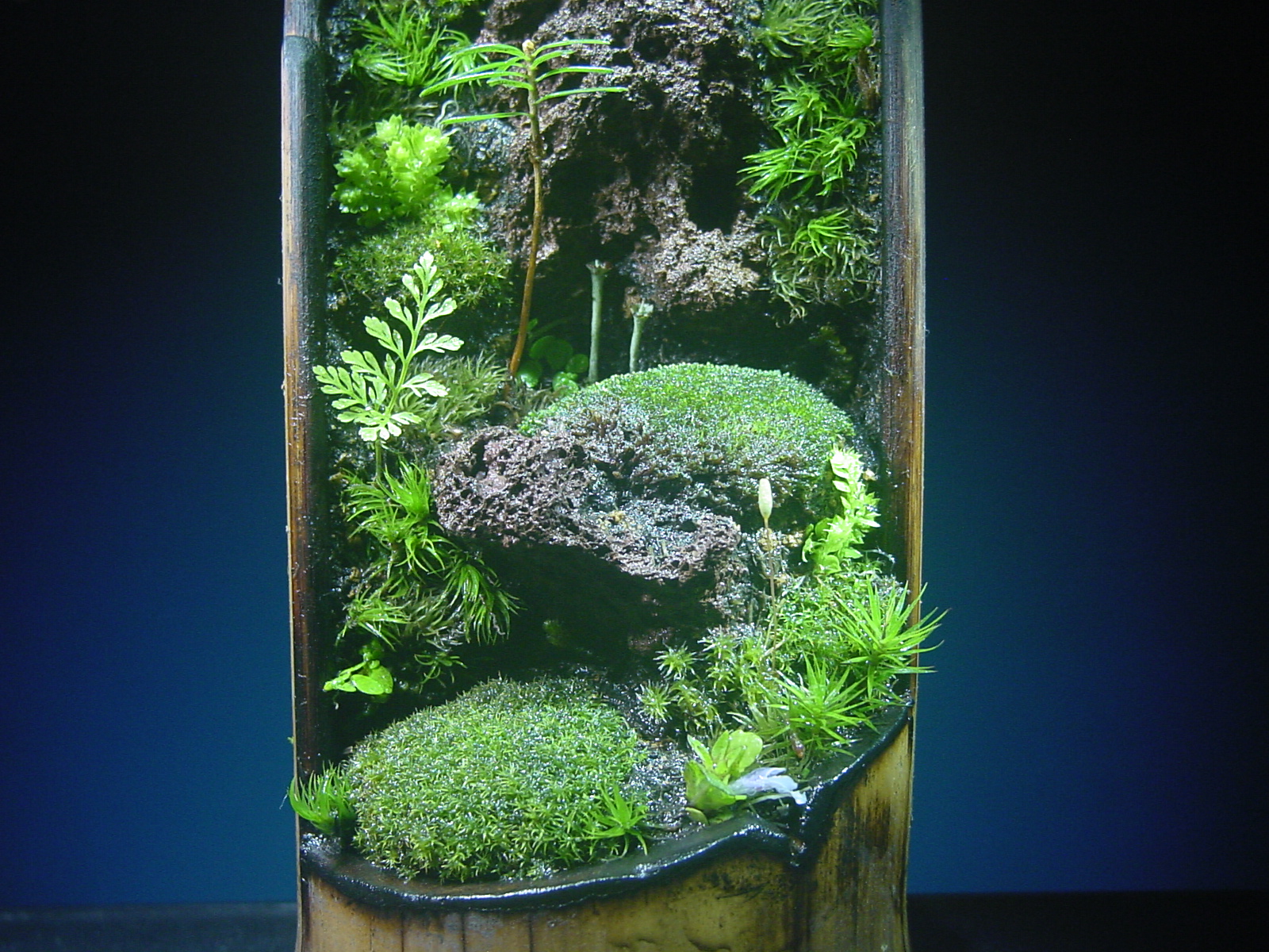苔盆栽 (流木)