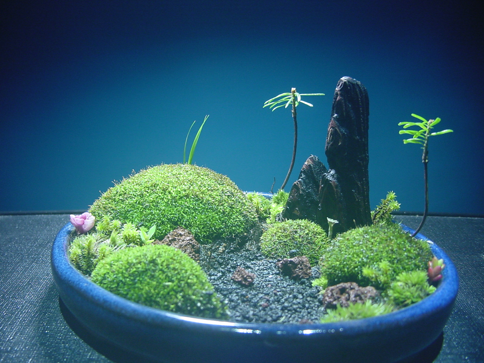 苔盆栽 (流木)