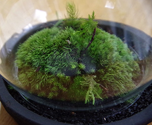 苔盆栽 (流木)