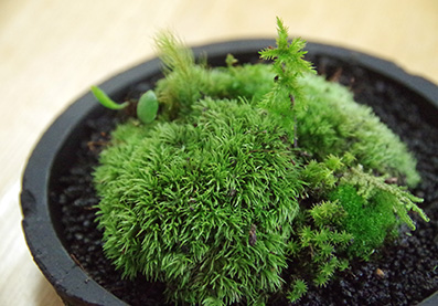 苔ドーム