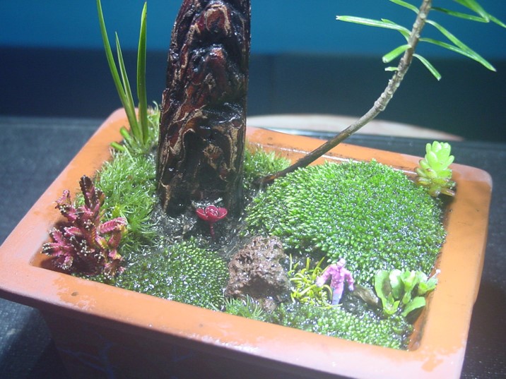 苔盆栽 (流木)