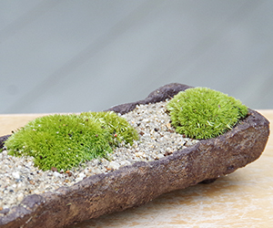 苔盆栽 (流木)