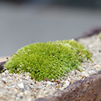 苔盆栽　（流木）