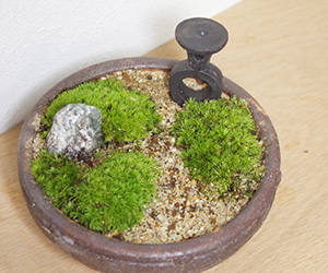 苔盆栽 (流木)