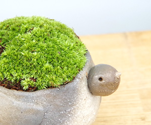 苔盆栽