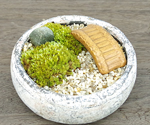苔庭