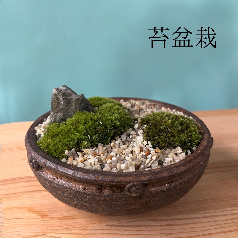 苔盆