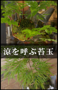 夏のおすすめギフトにおすすめ