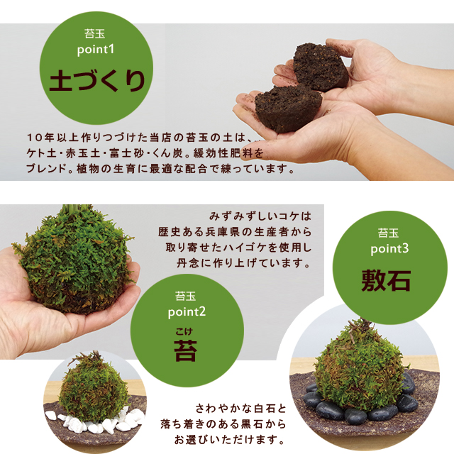 ヤマモミジの苔玉