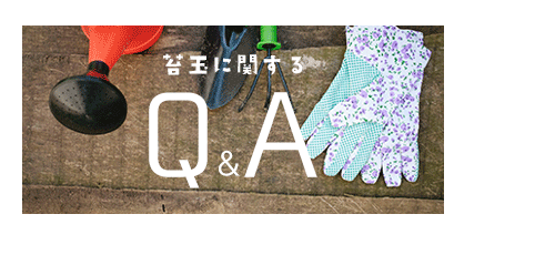 苔玉に関するQ&A