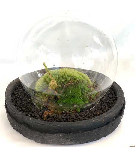 苔盆栽 (流木)