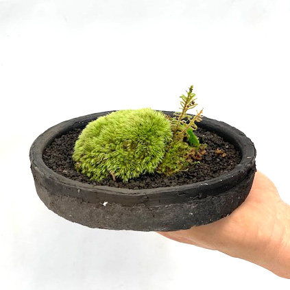 苔ドーム