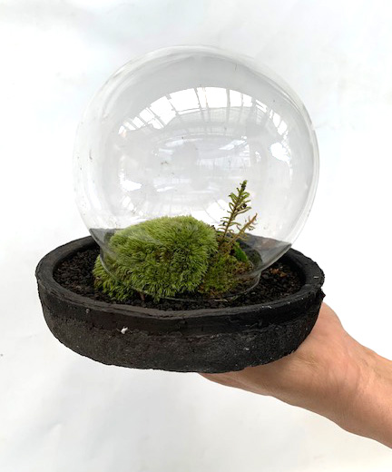 苔ドーム