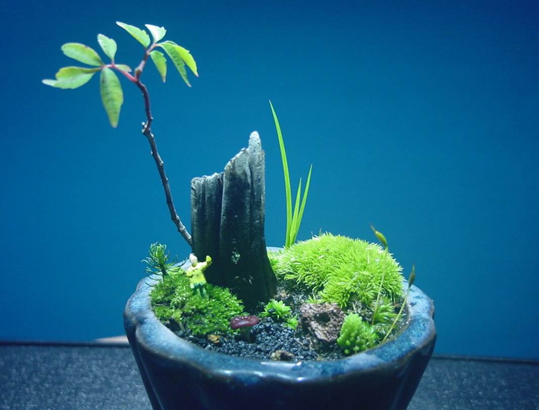 苔盆栽 (流木)