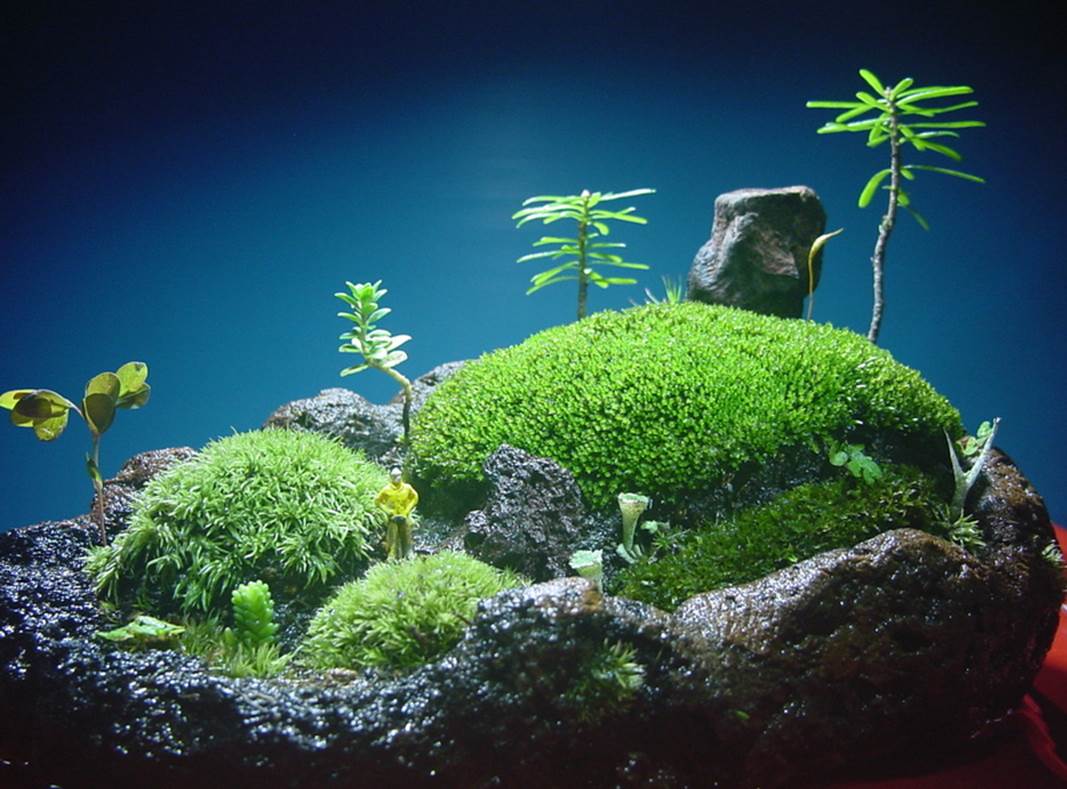 苔盆栽 (流木)