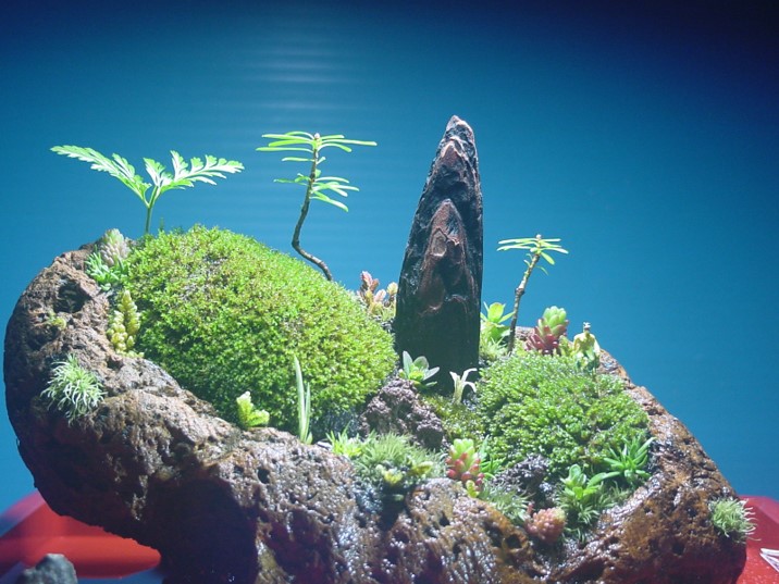 苔盆栽 (流木)