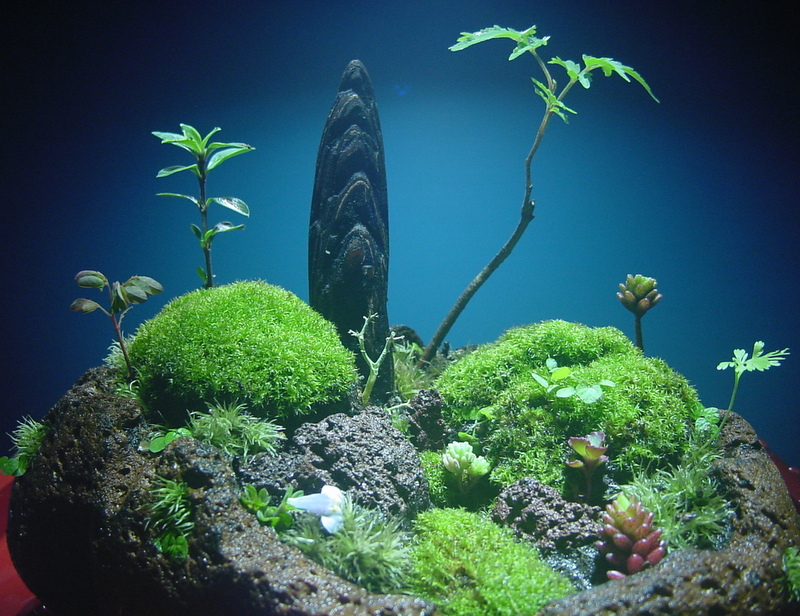 苔盆栽 (流木)
