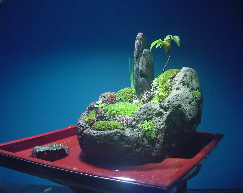 苔盆栽 (流木)